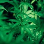 ¿Te atreves con el sabor a marihuana?